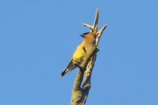 Cedar Waxwing - ML30426361