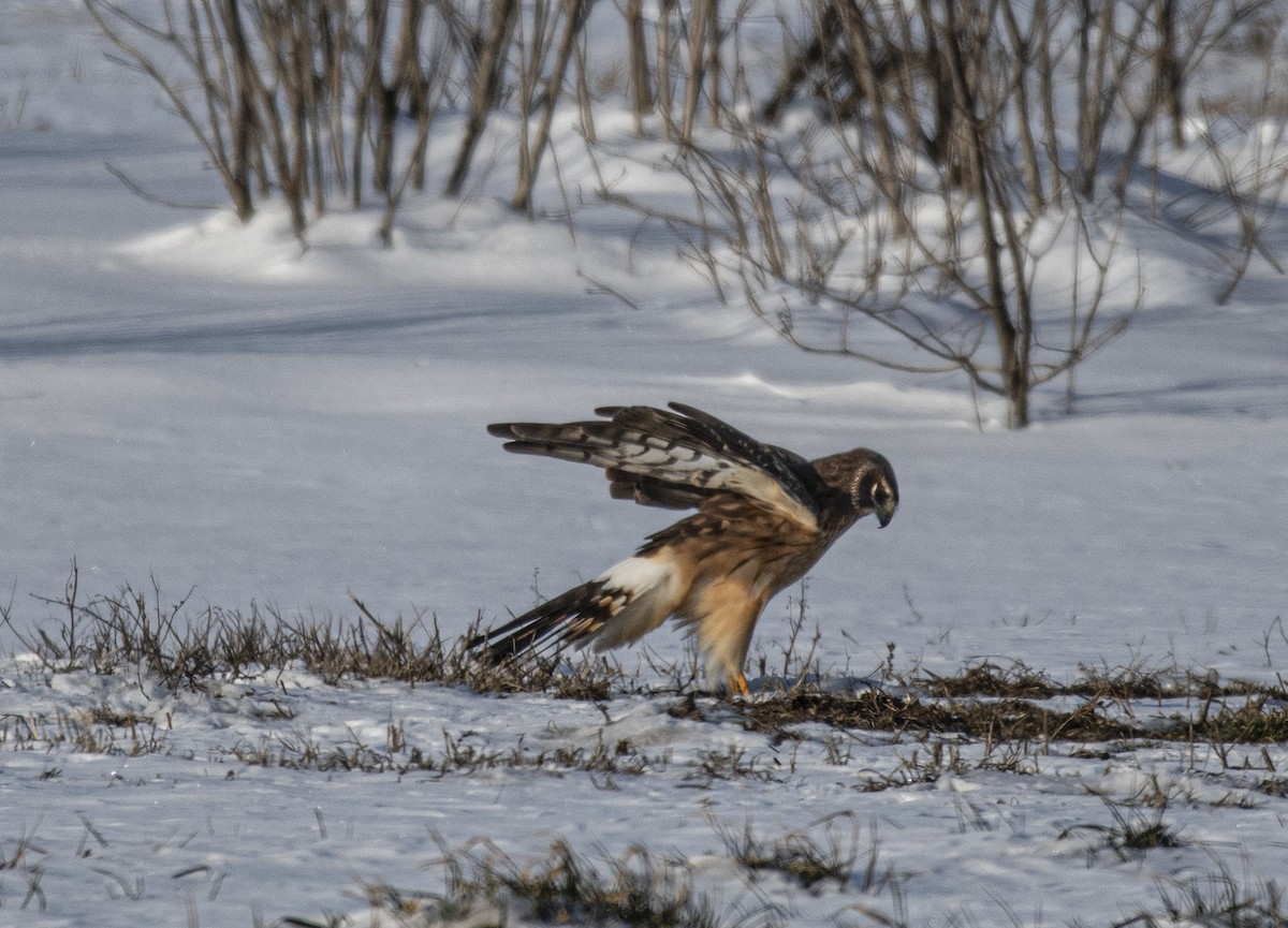 Northern Harrier - Anthony Tuck