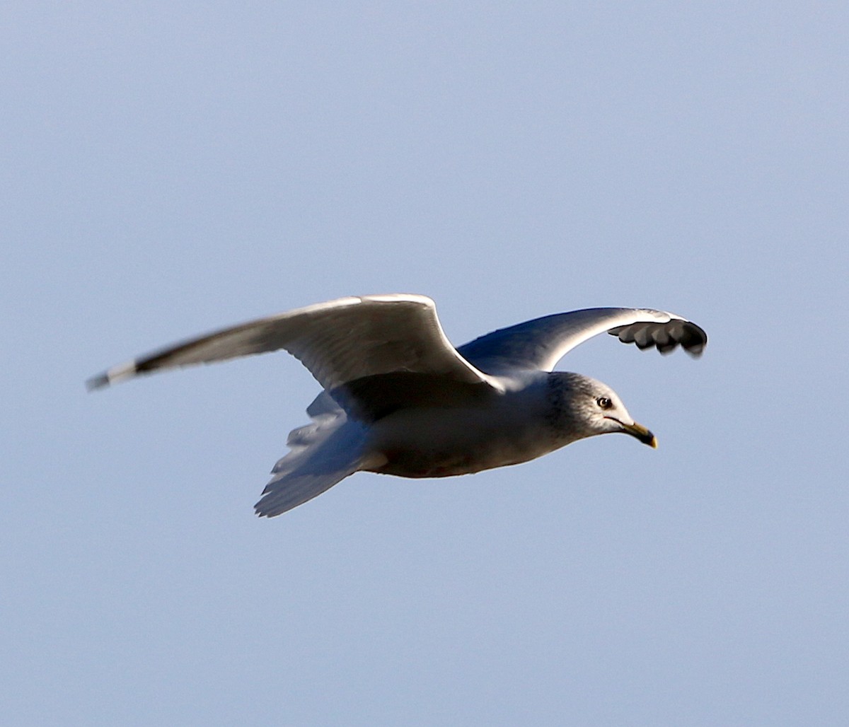 Ring-billed Gull - ML304265561