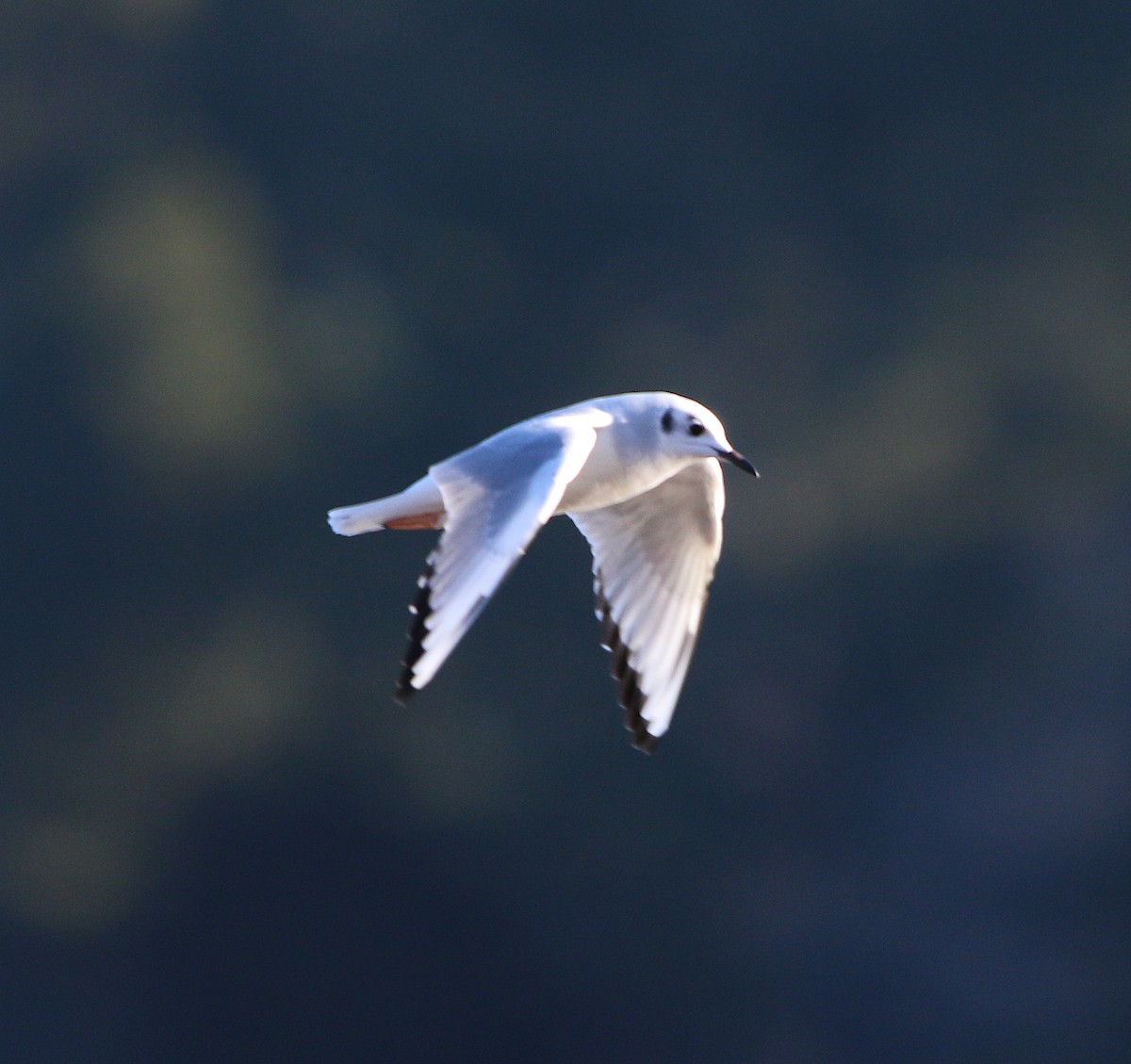 Bonaparte's Gull - Lori White