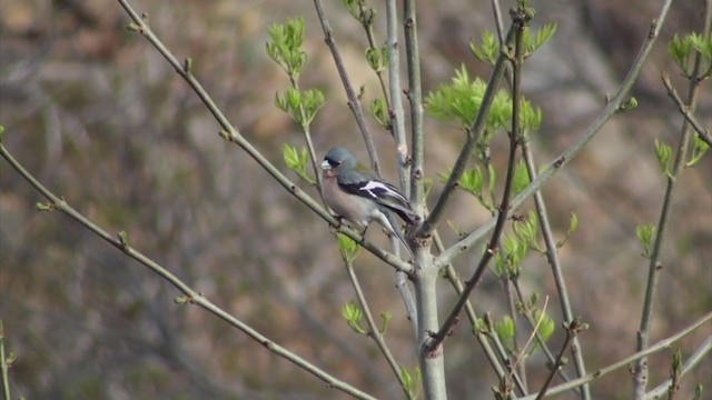 African Chaffinch (African) - ML304265631