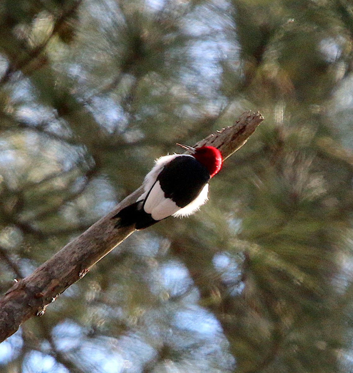 Red-headed Woodpecker - ML304265671