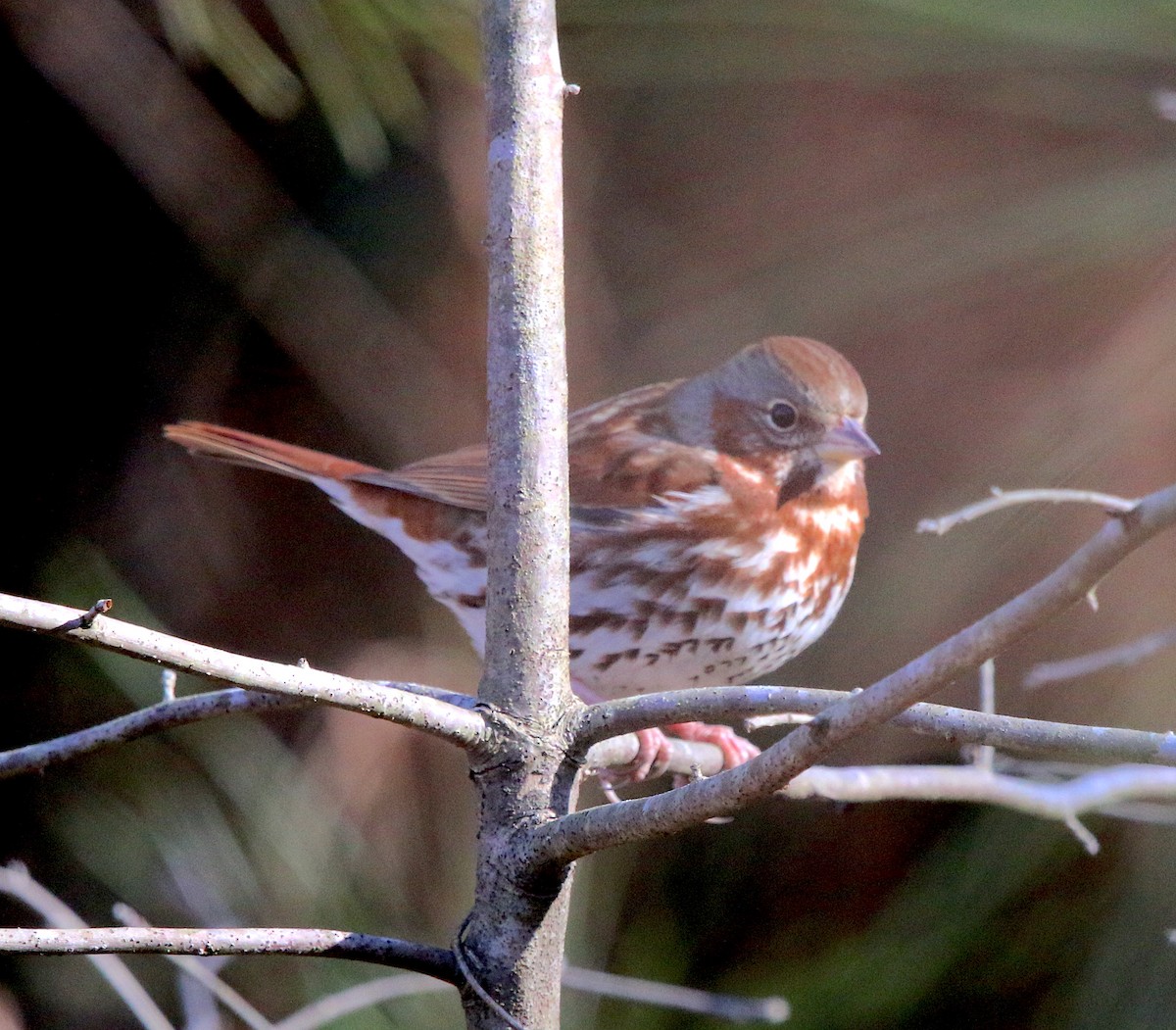 Fox Sparrow - Lori White