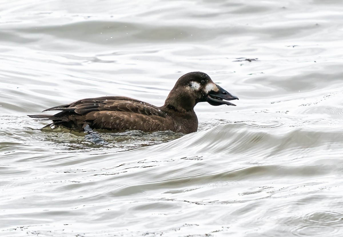 Surf Scoter - Clyde Comstock