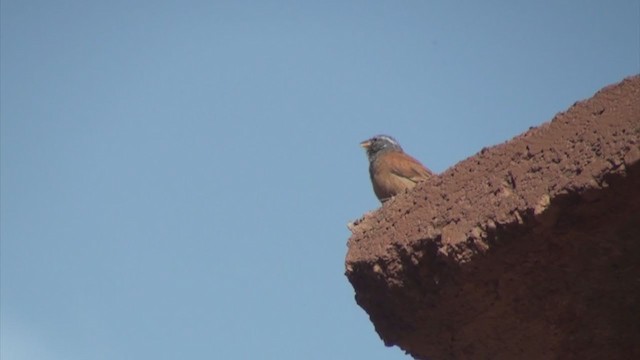 House Bunting - ML304266301