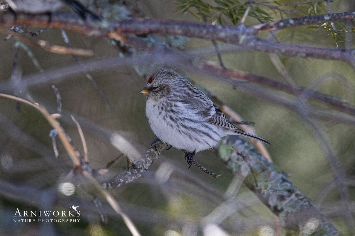 Redpoll (Hoary) - ML304266621