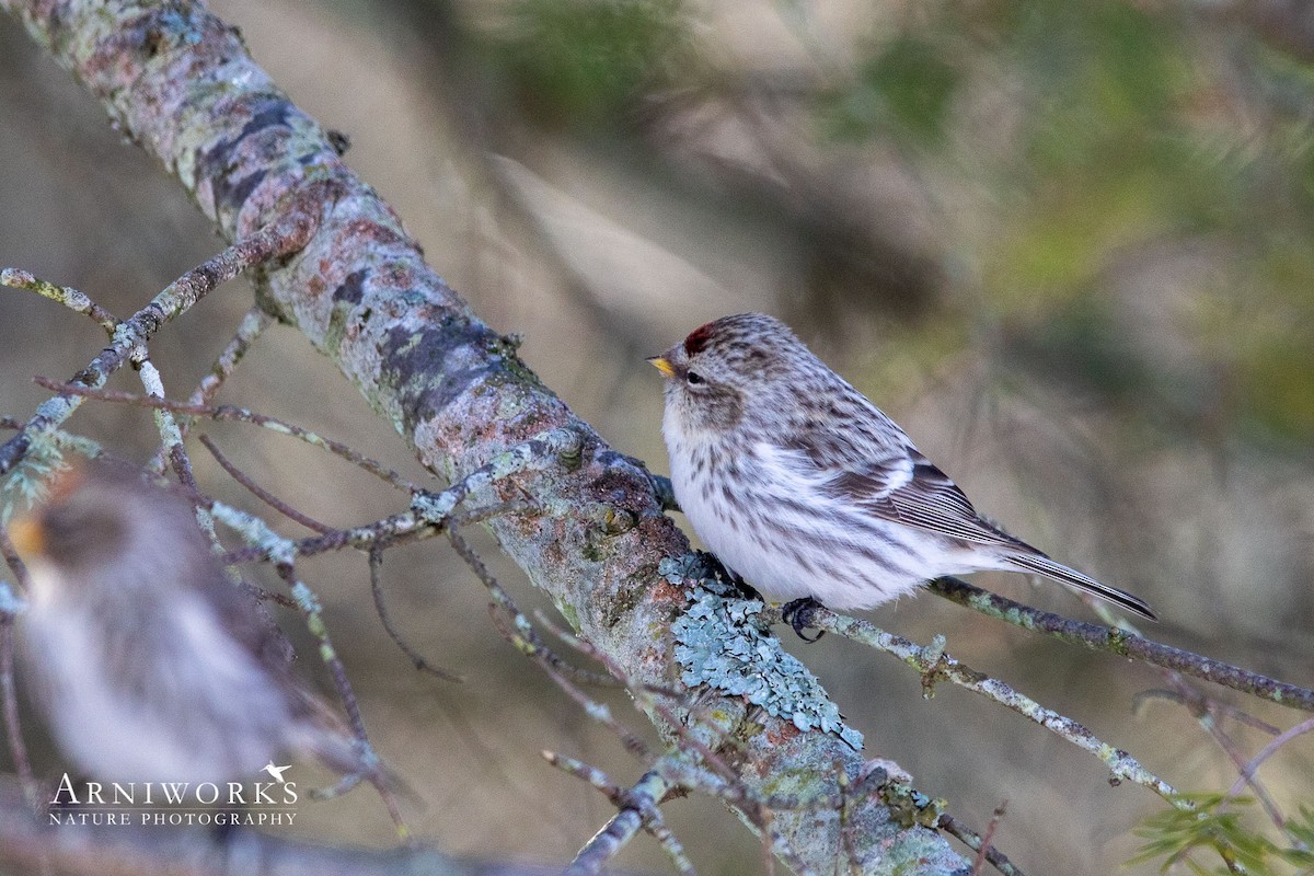 Redpoll (Hoary) - ML304266631