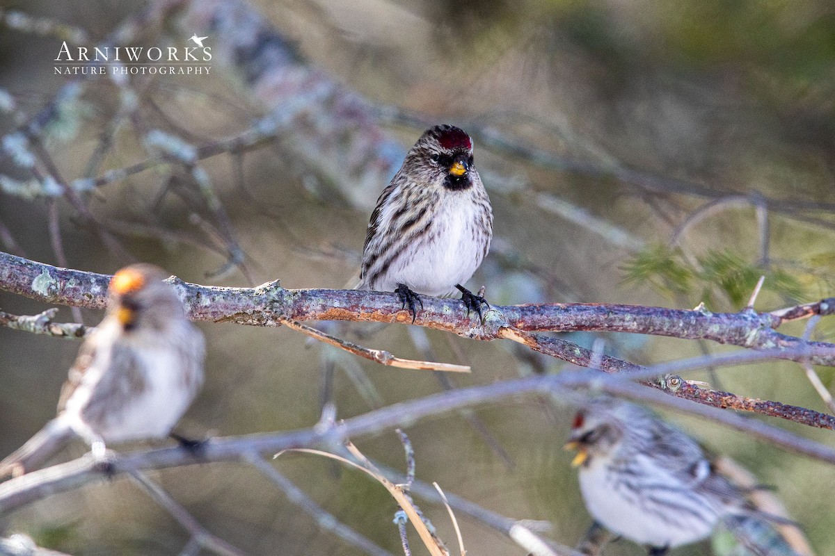 Redpoll (Common) - ML304266951
