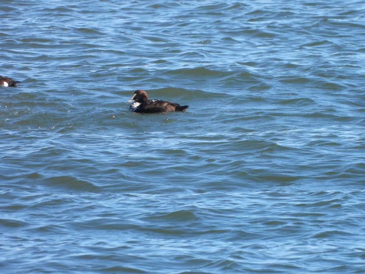 Common Eider - ML304267521