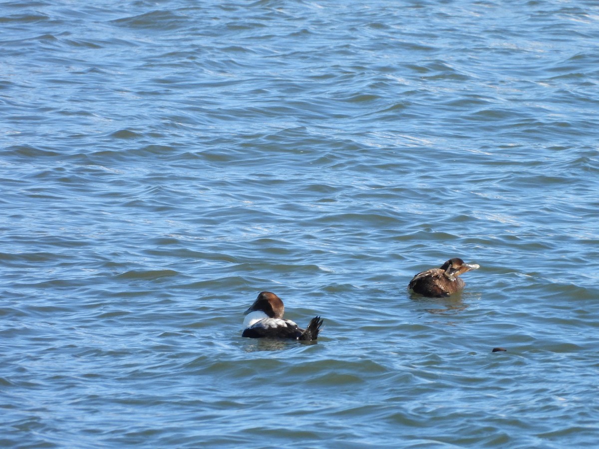 Common Eider - Valerie Masten