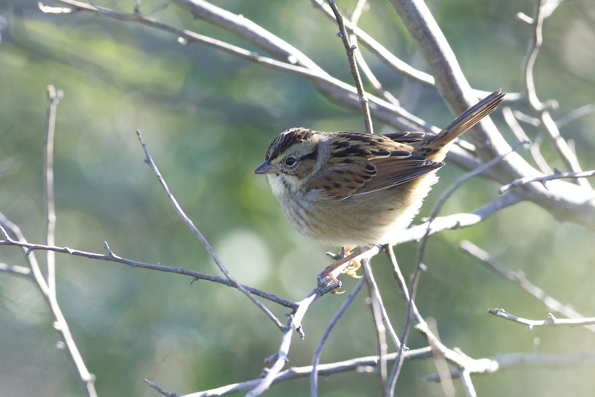 Swamp Sparrow - ML304267801