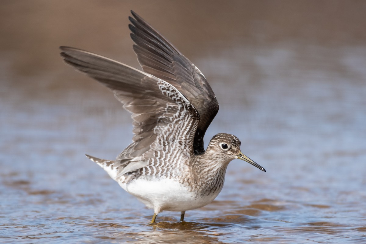 Solitary Sandpiper - ML304267881