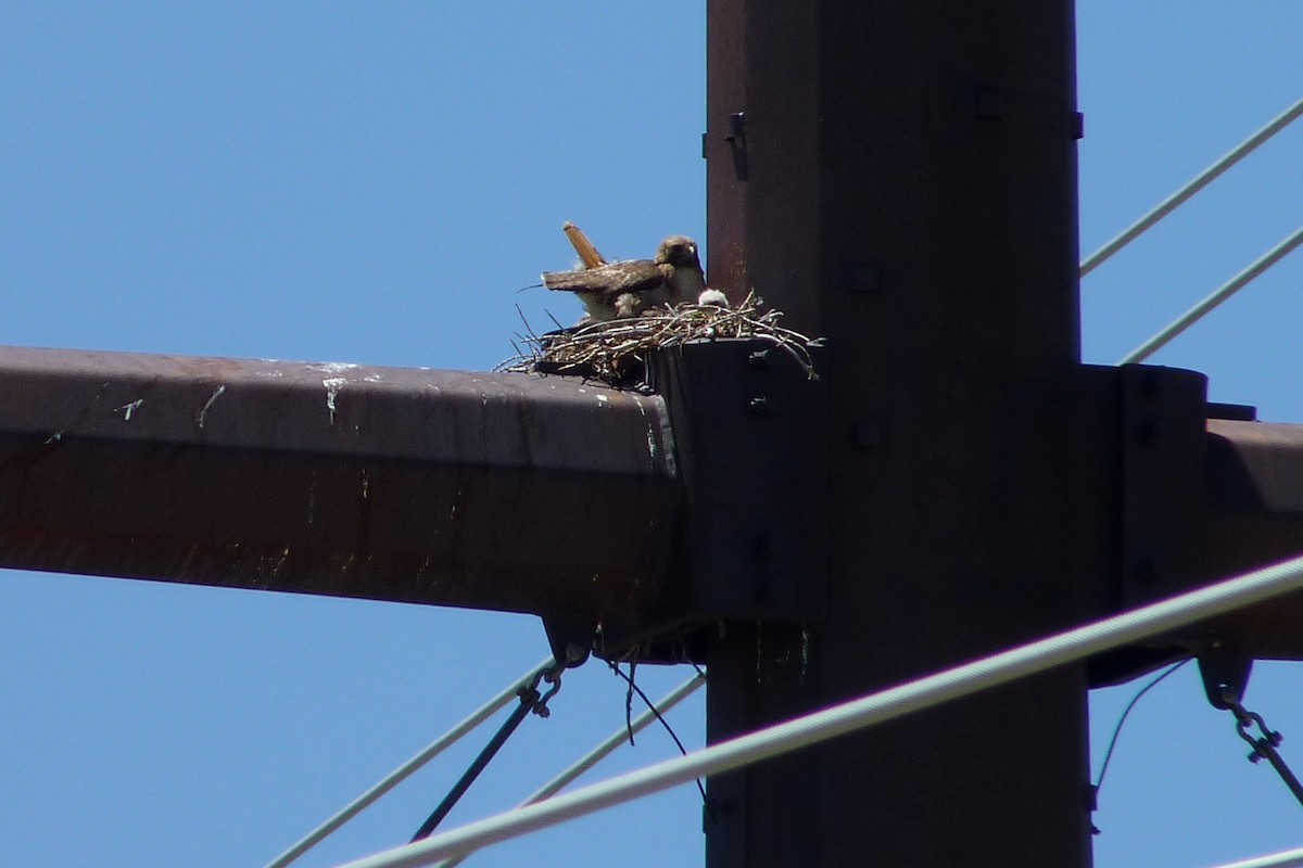 Red-tailed Hawk (calurus/alascensis) - ML30426841