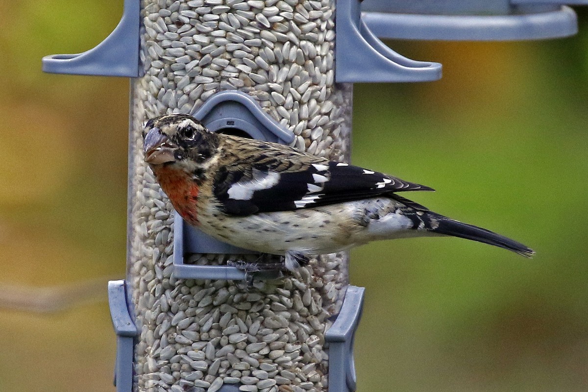 Rose-breasted Grosbeak - ML304268811