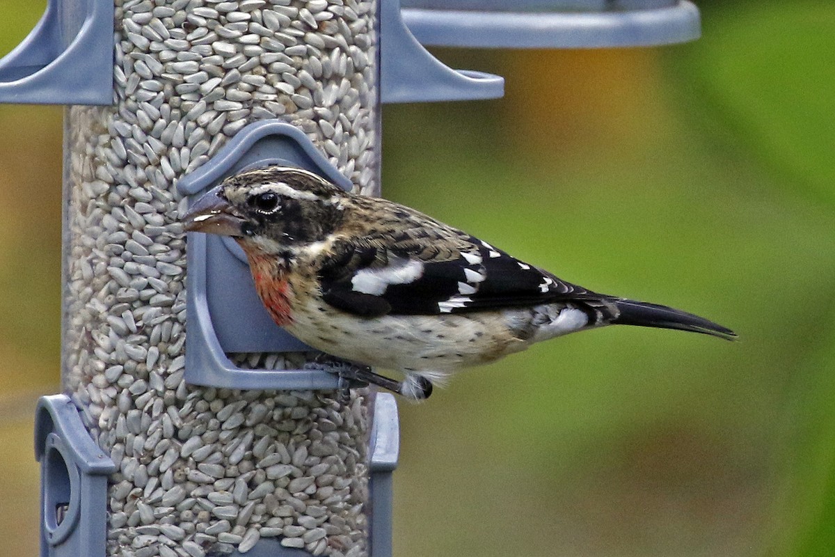 Rose-breasted Grosbeak - ML304268821