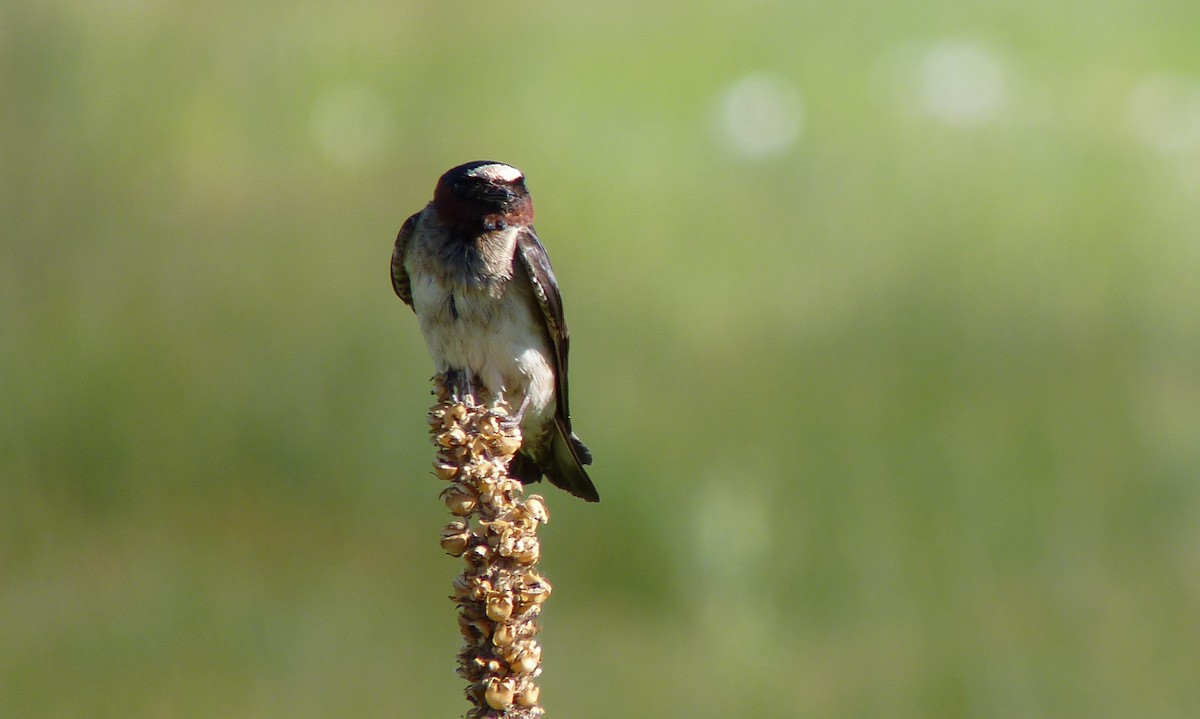 Cliff Swallow - ML30426921