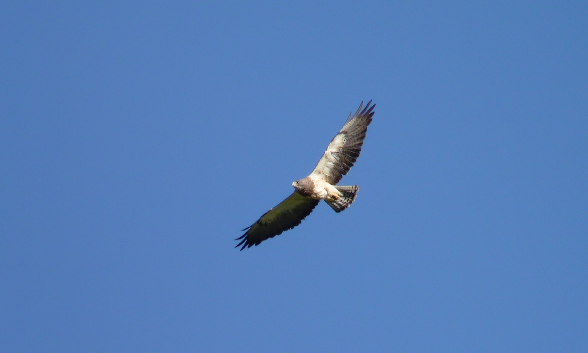Swainson's Hawk - ML30426931