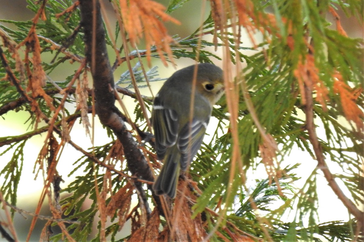 Hutton's Vireo - ML304269861