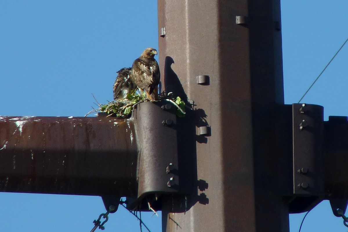 Red-tailed Hawk (calurus/alascensis) - ML30426991