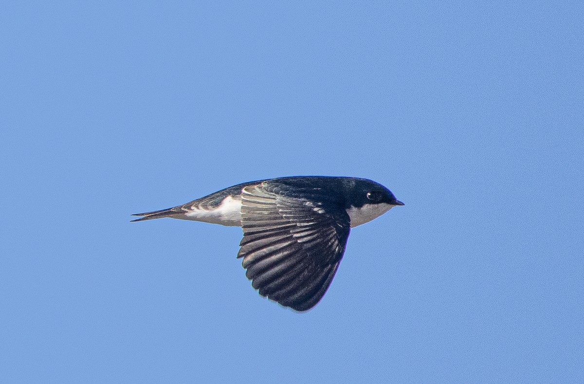 Golondrina Bicolor - ML304270211