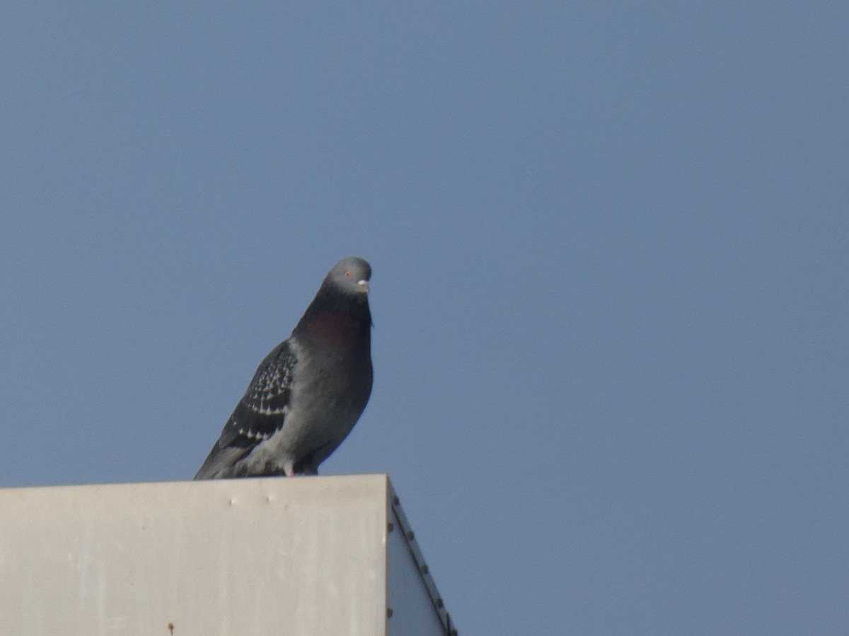 Rock Pigeon (Feral Pigeon) - Glenn Vakalala