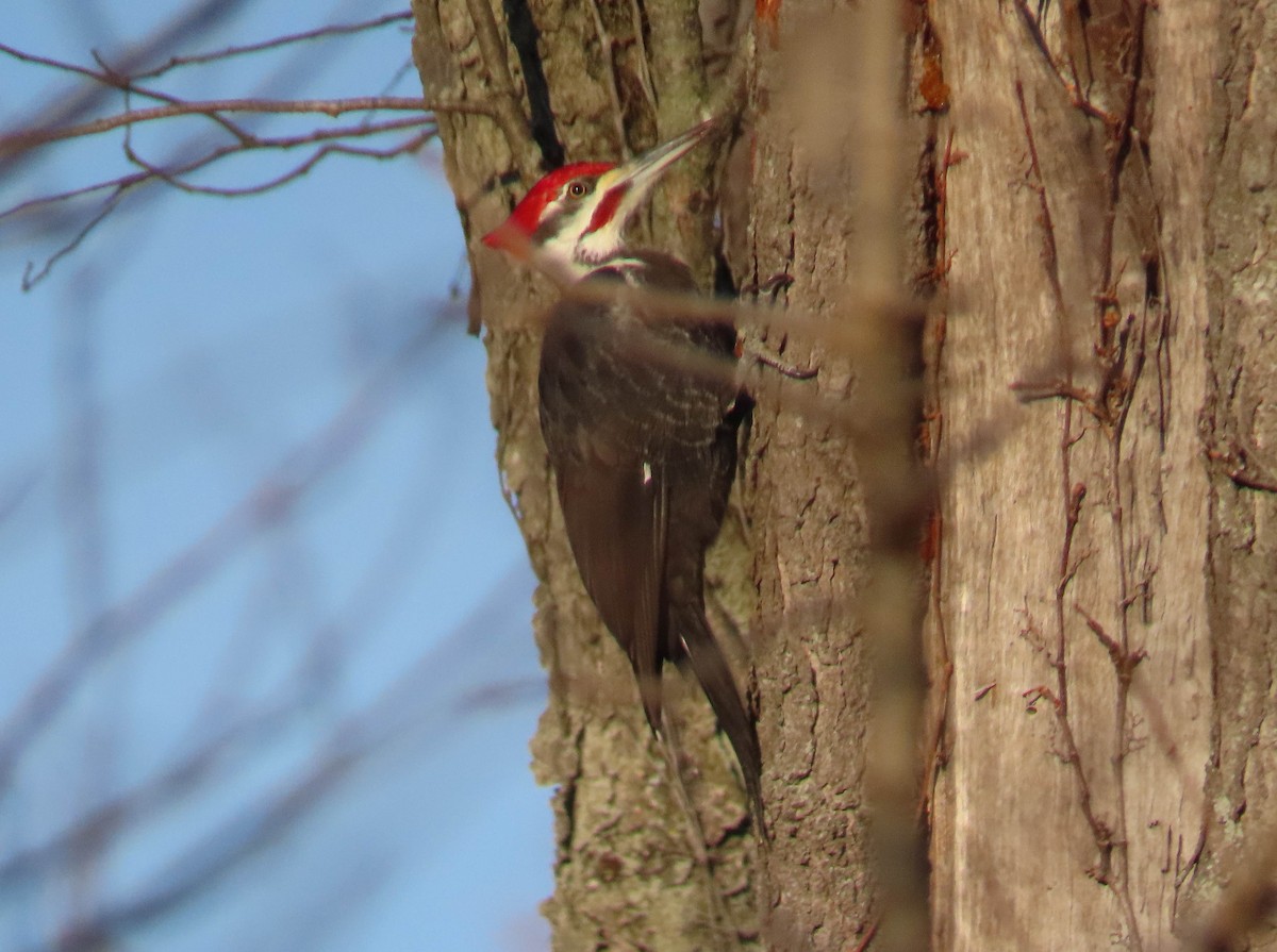 Pileated Woodpecker - Karen Markey