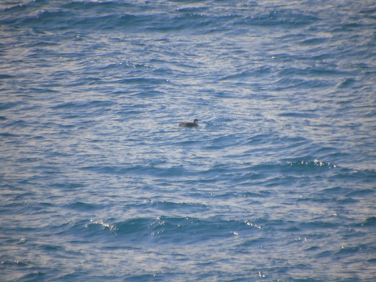 Common Loon - ML304272541