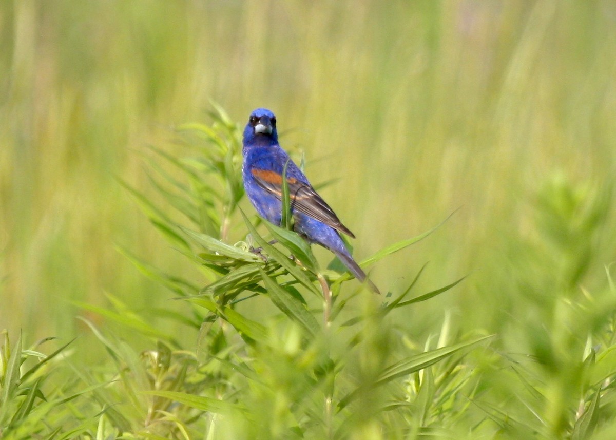 Blue Grosbeak - Jon Isacoff