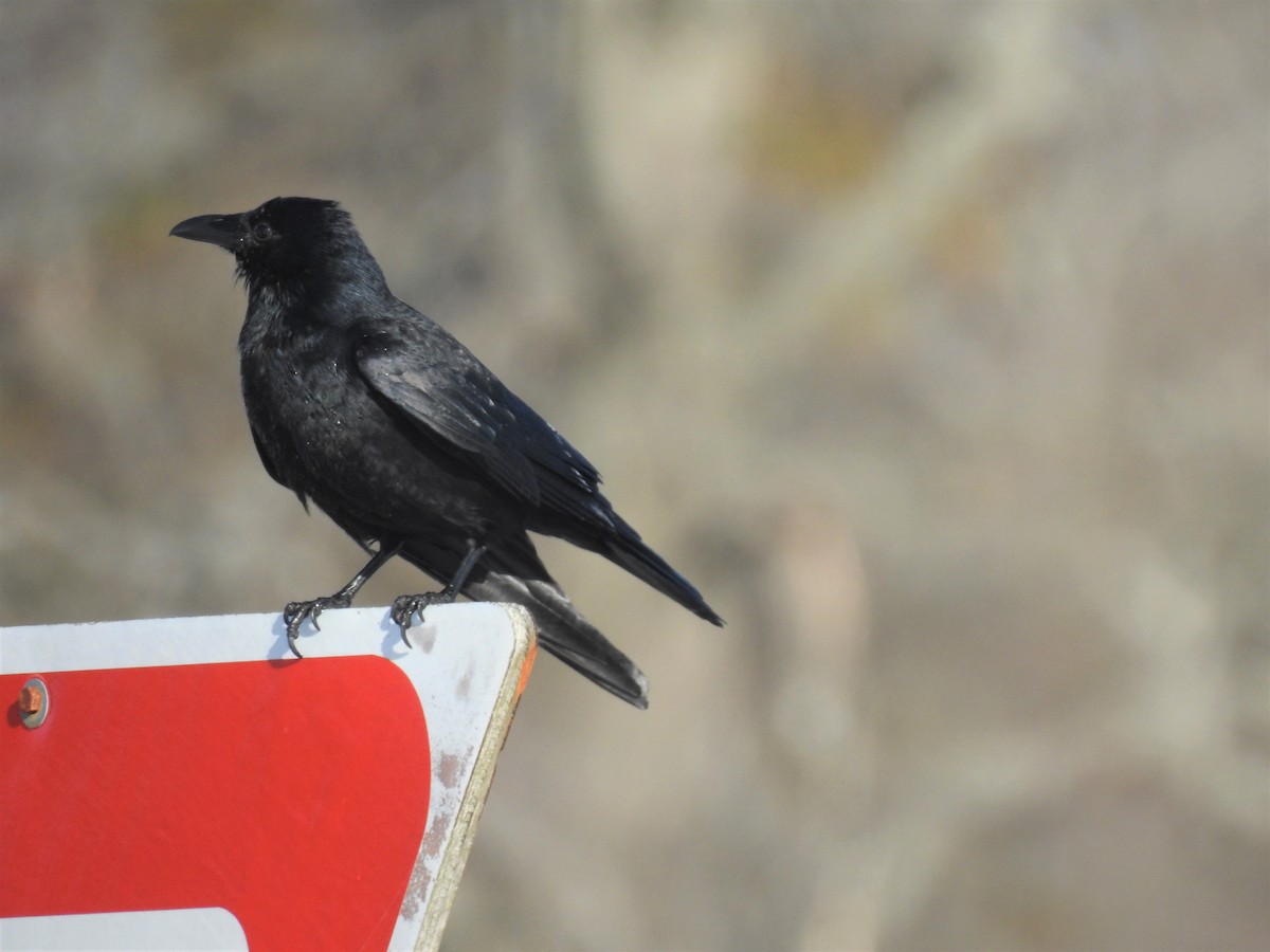 American Crow - ML304274381