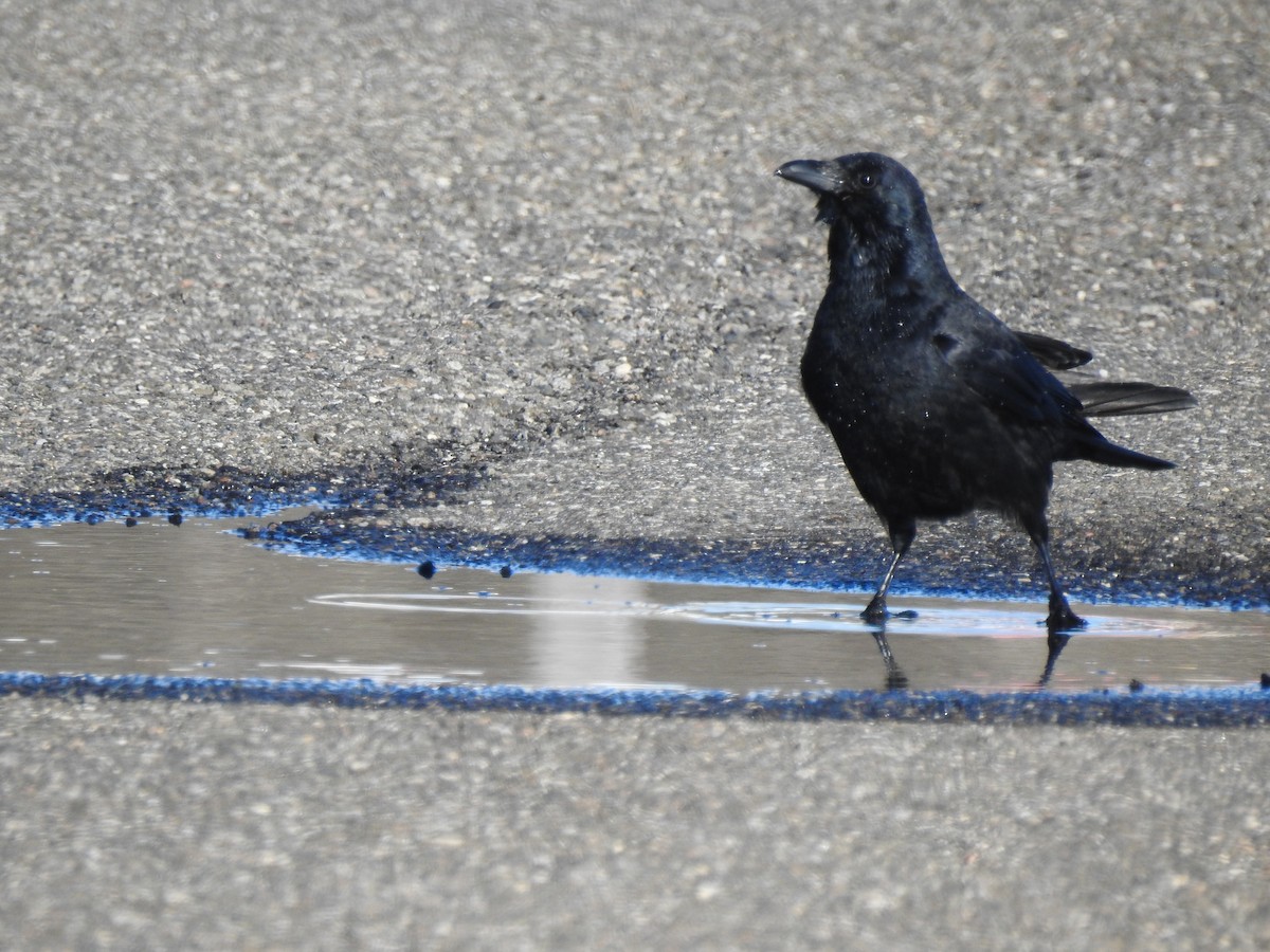 American Crow - ML304274391