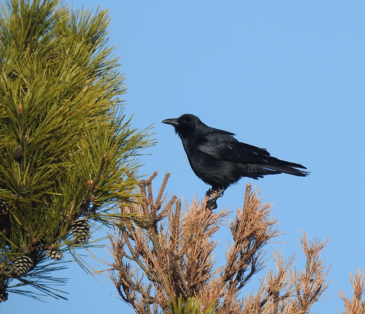 American Crow - ML304274401