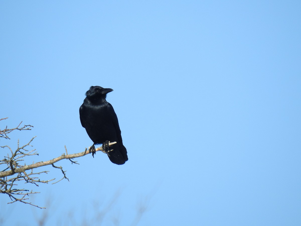 American Crow - ML304274611