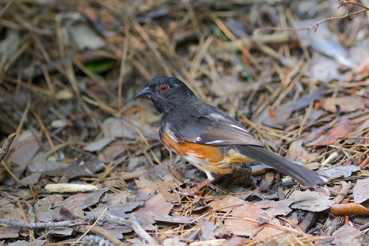 Eastern Towhee - ML304275881