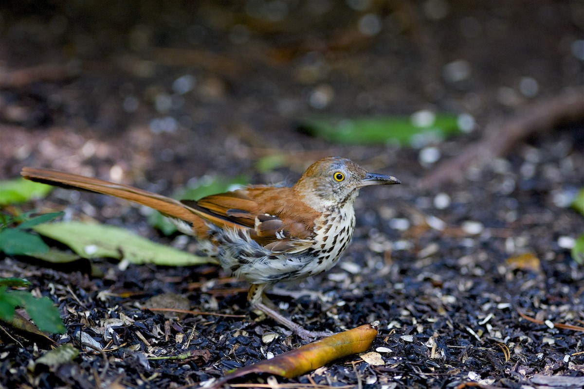 Brown Thrasher - ML304275891