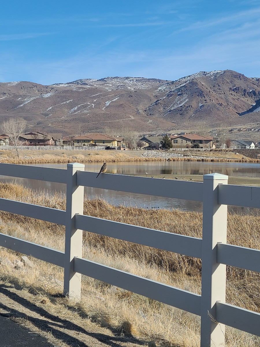 Say's Phoebe - ML304276571