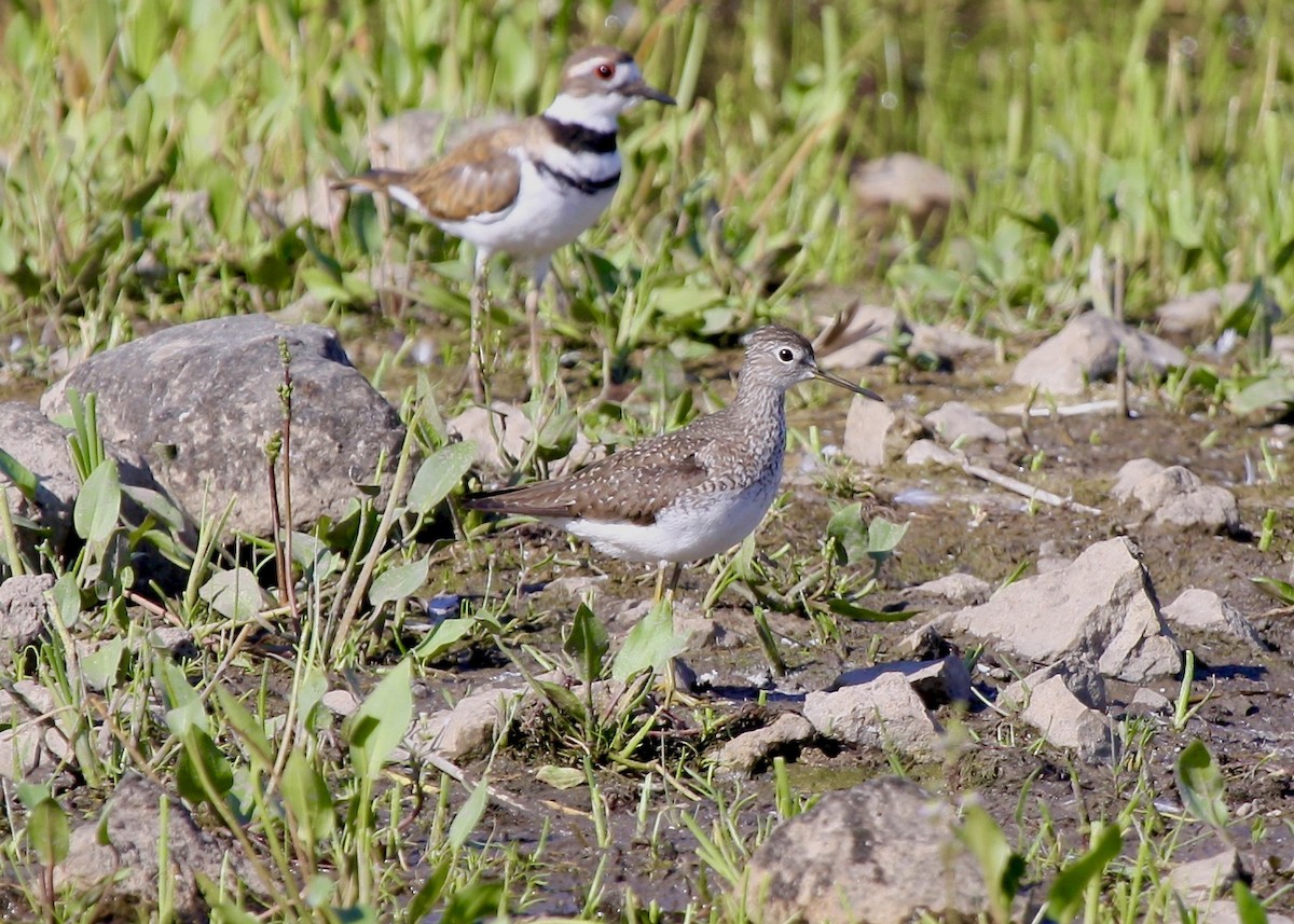 Solitary Sandpiper - ML304277261