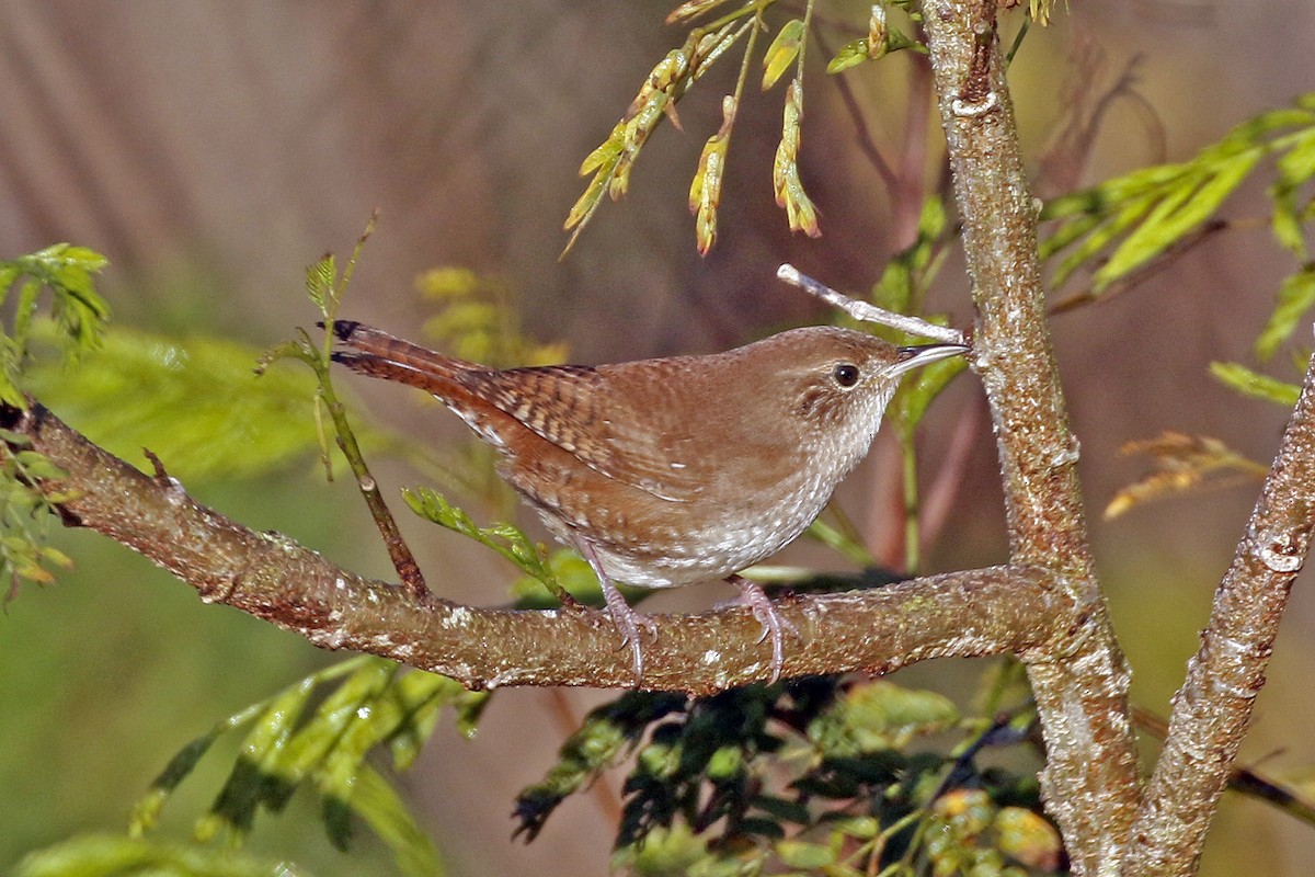 House Wren - ML304278841