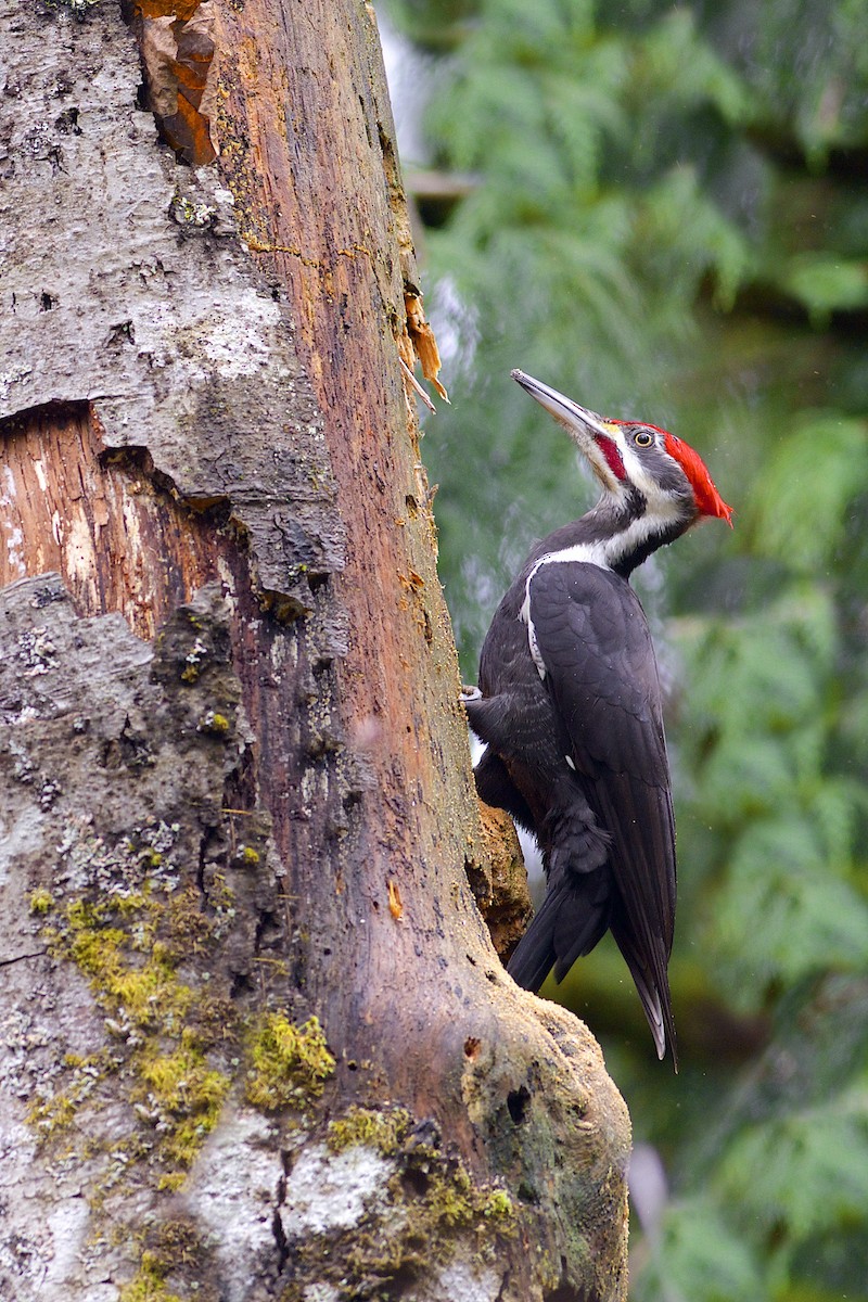 Pileated Woodpecker - Daniel Field
