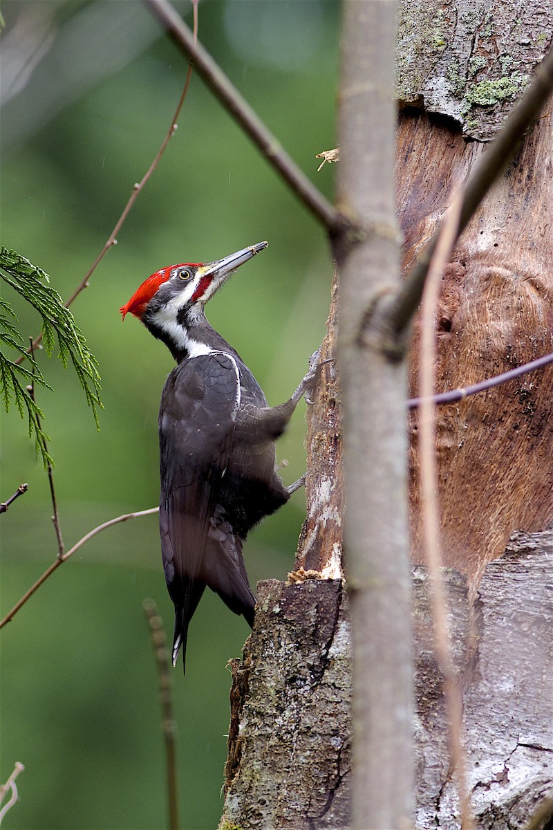 Pileated Woodpecker - Daniel Field