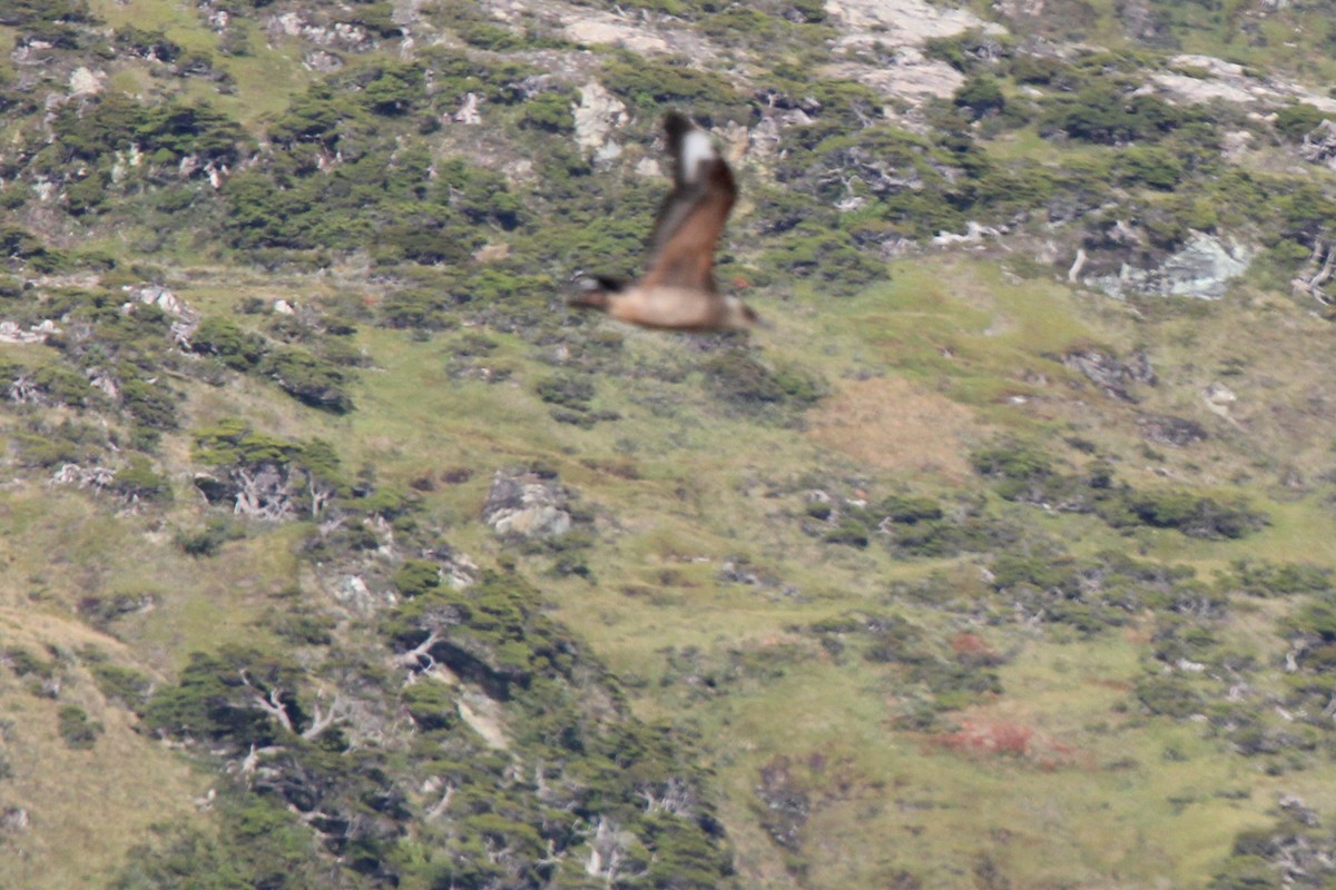 Chilean Skua - ML304280191