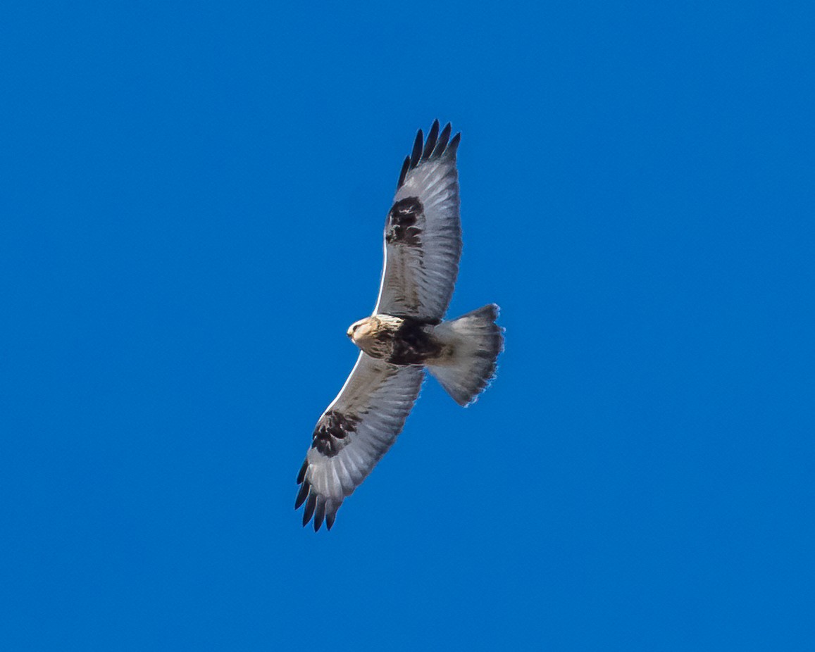 Rough-legged Hawk - ML304280951