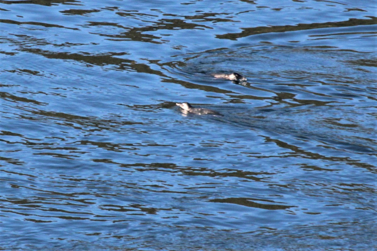 Magellanic Penguin - ML304280971