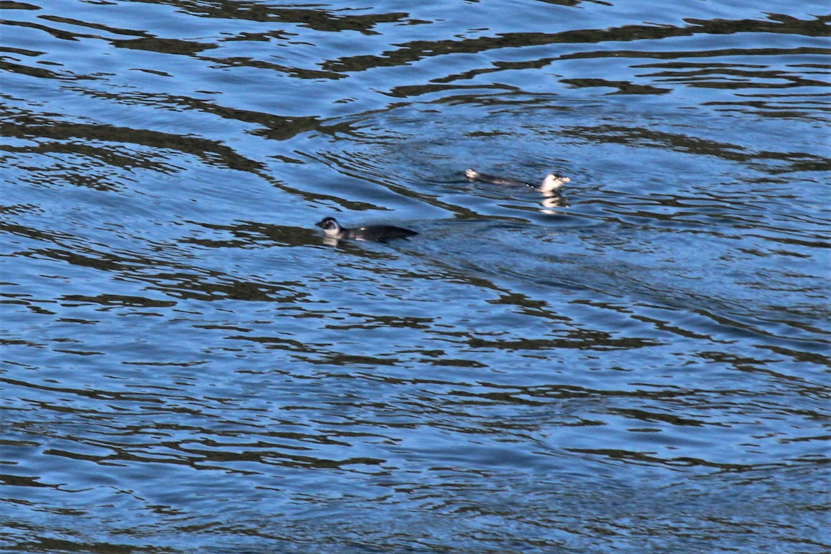 Magellanic Penguin - ML304280981