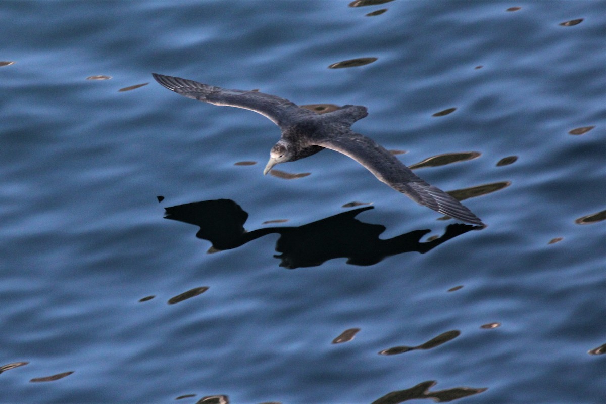 Southern Giant-Petrel - ML304281571