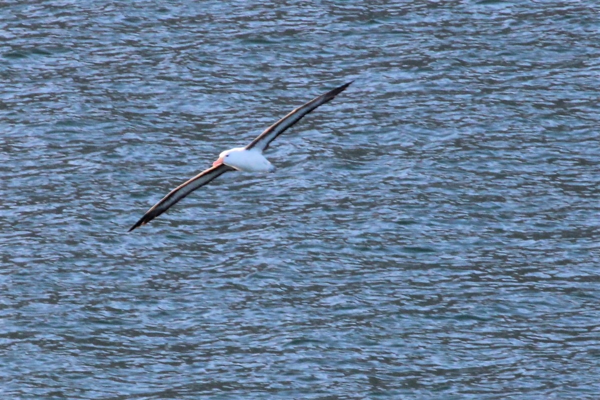 Albatros bekainduna - ML304281861