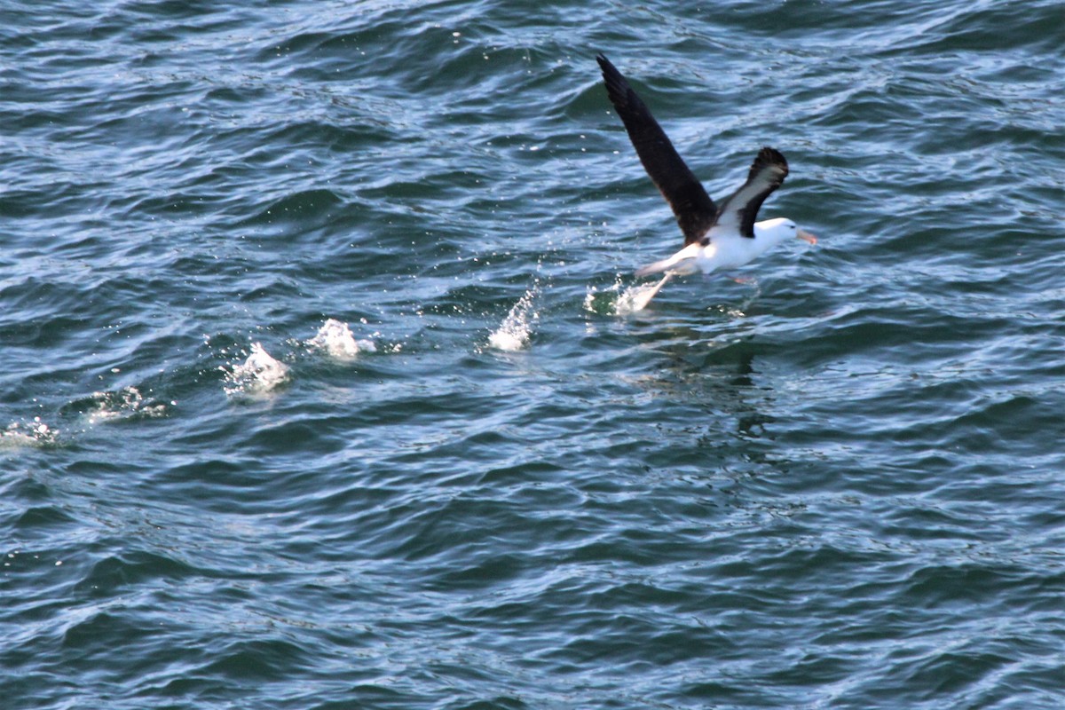 albatros černobrvý - ML304281871