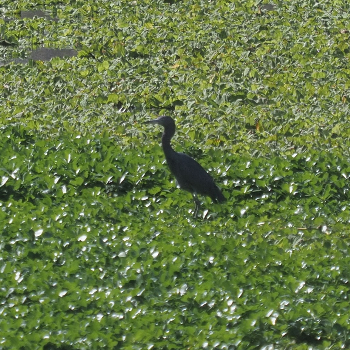 Little Blue Heron - ML304283191