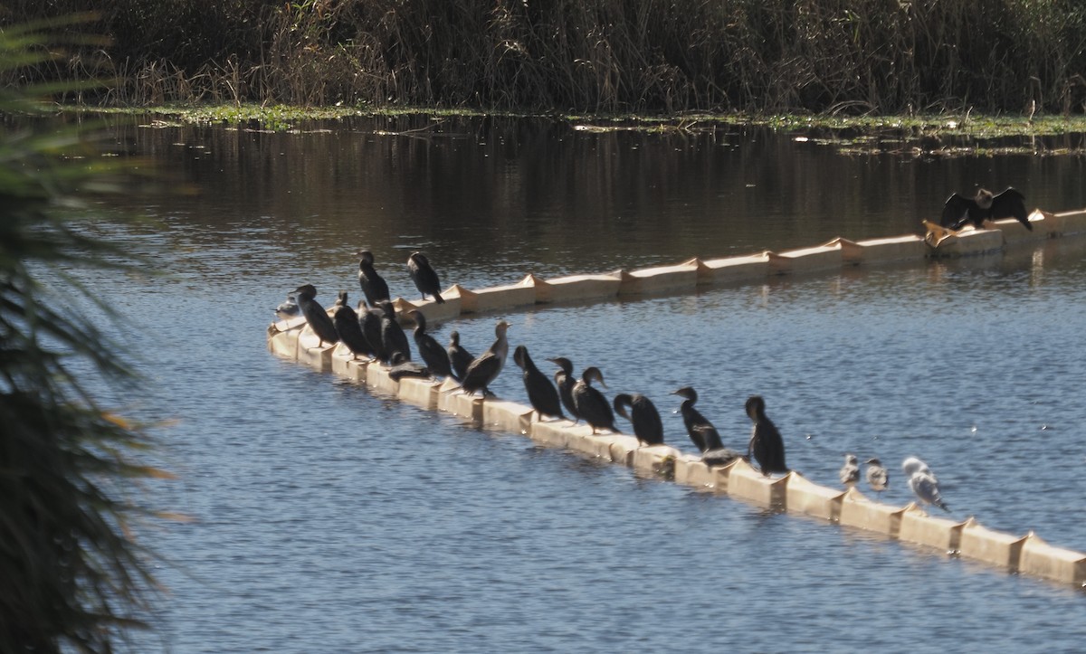 Double-crested Cormorant - ML304283541