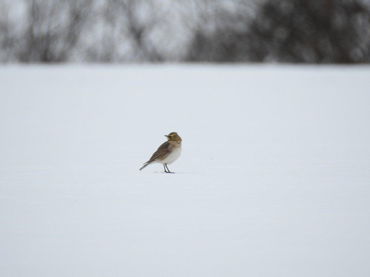 Horned Lark - Cory Elowe