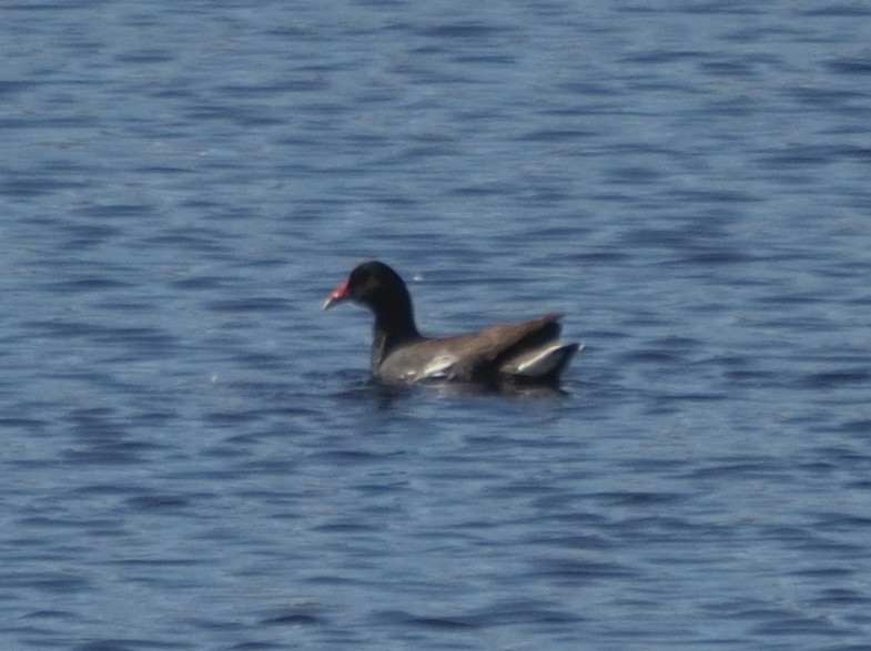 Common Gallinule - Milton Paul